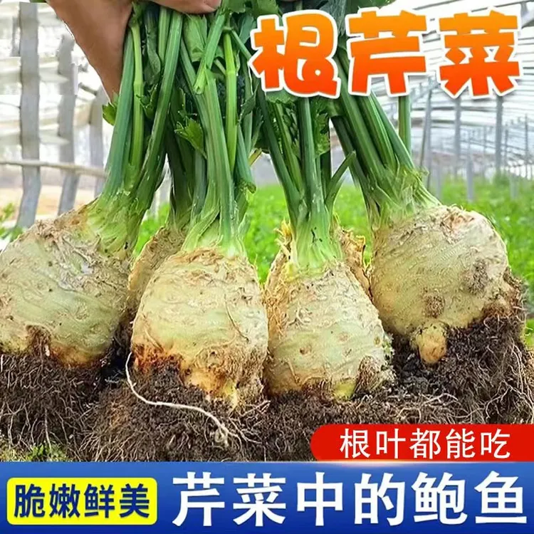 【W】地中海根芹种子 优选优质水芹种子播种简单易种易活抗病高产营商品图