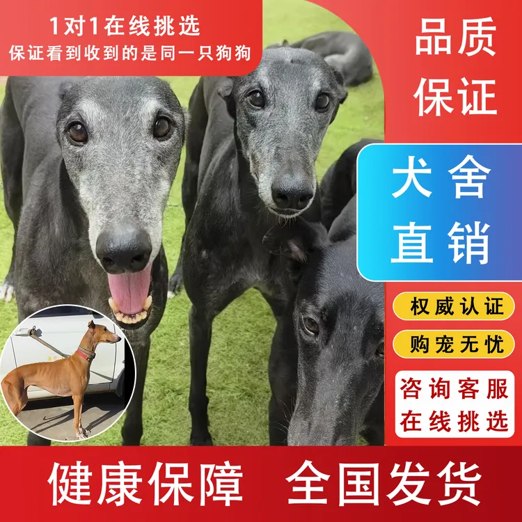 格力犬灵缇犬惠比特细狗猎兔犬幼犬