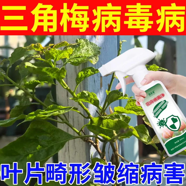 三角梅病毒病营养液肥料叶片畸形皱缩卷叶病害用花卉病菌净不伤花