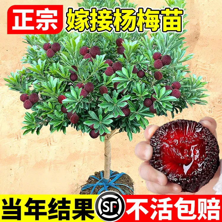 正宗东魁特大杨梅树东魁杨梅苗嫁接苗当年结果南北方种植果树果苗