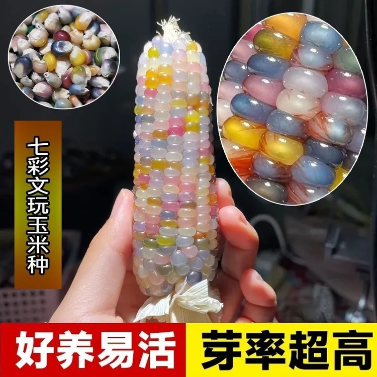 宝石玉米养成文玩玉米袖珍苞谷文玩血丝毛料彩色自家种植小苞米