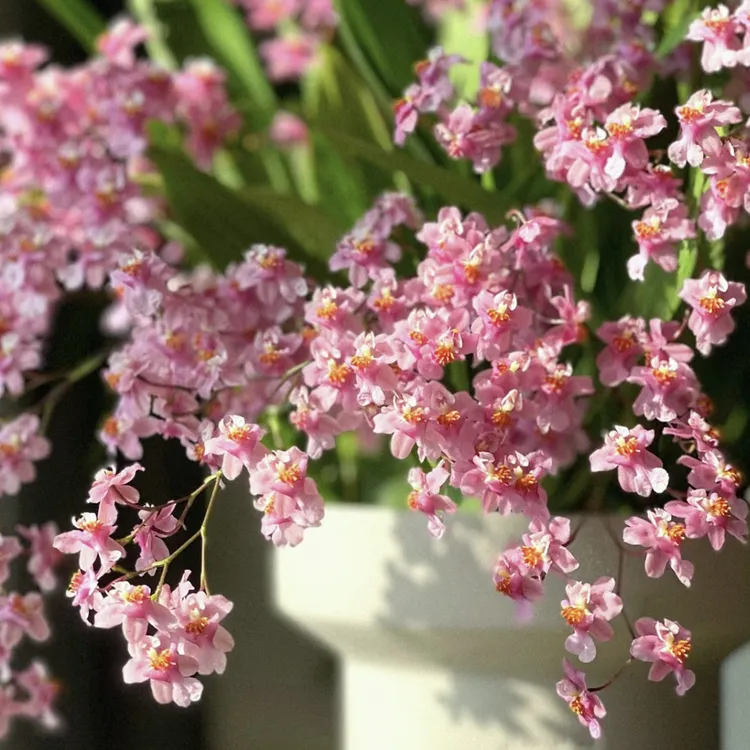 【四支花剑起（两盆装）】光宗粉梦香兰盆栽清香花卉室内阳台发货快