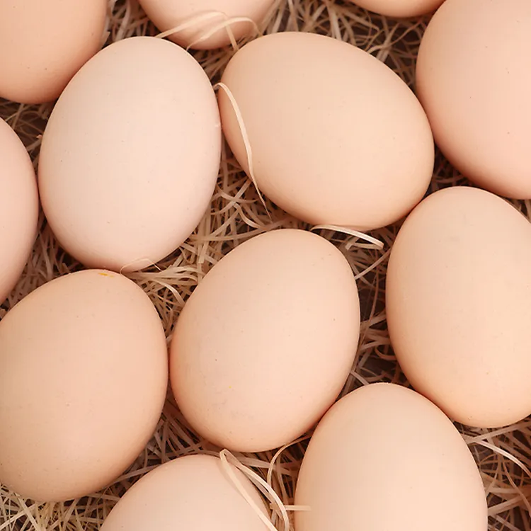农家散养新鲜现捡土鸡蛋营养健康适合孕妇月子食用