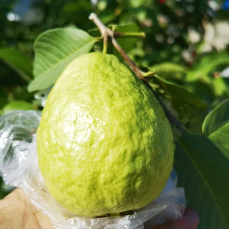 潮汕特产官塘木仔产地新鲜现摘甜脆多汁白肉番石榴应季水果芭乐果