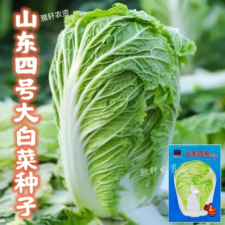 山东四号大白菜种子山东4号白菜种籽四季秋种农家抗病蔬菜白菜子