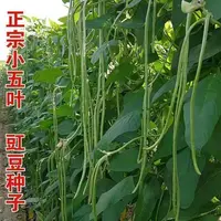 春秋高产长豇子适合家庭菜园种植的蔬菜种籽