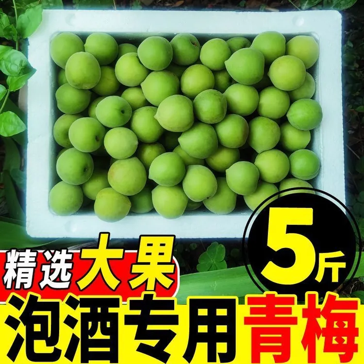 潮汕新鲜青梅果现摘酸脆可口泡酒酵素孕妇水果酸梅子当季现摘现发