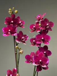 【黑牡丹3花剑】蝴蝶兰开花巨好看花量多稀有色