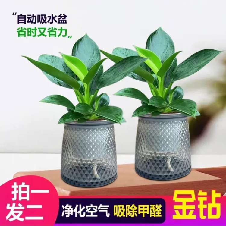 【买一送一】金钻盆栽室内净化空气美观桌面绿植办公室四季常青商品图