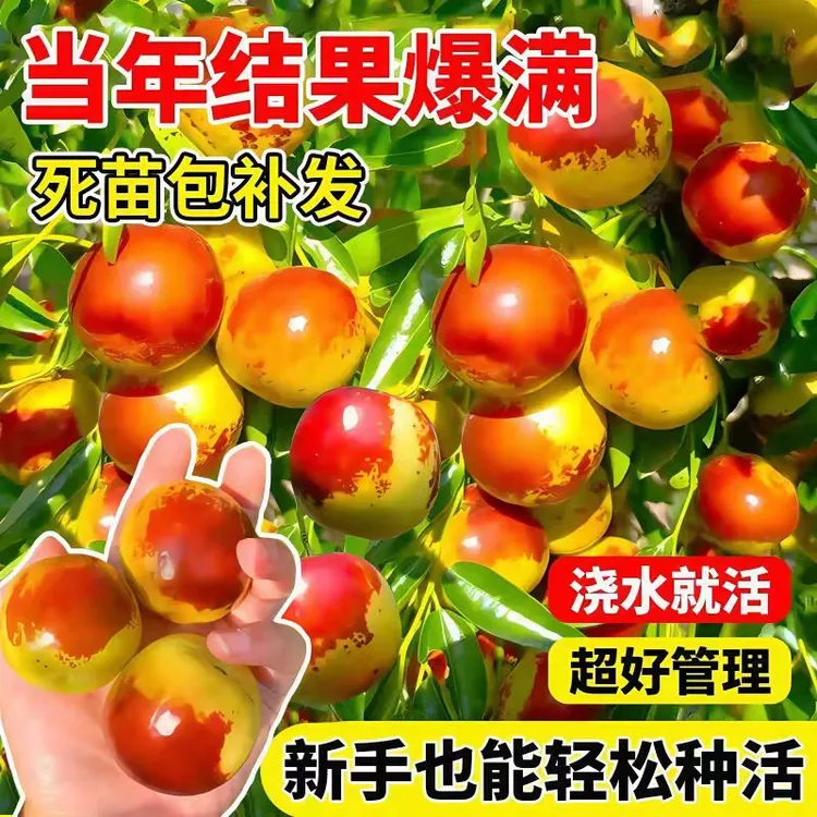 枣树苗三代沾化冬枣大果冰糖苗南北方种植盆栽地栽抗寒果树苗