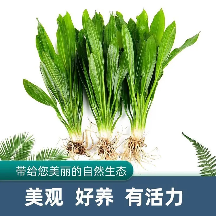 大叶九冠水草阴性好养活鱼辣椒蜈蚣草鱼缸水草植物水培植物水浮莲