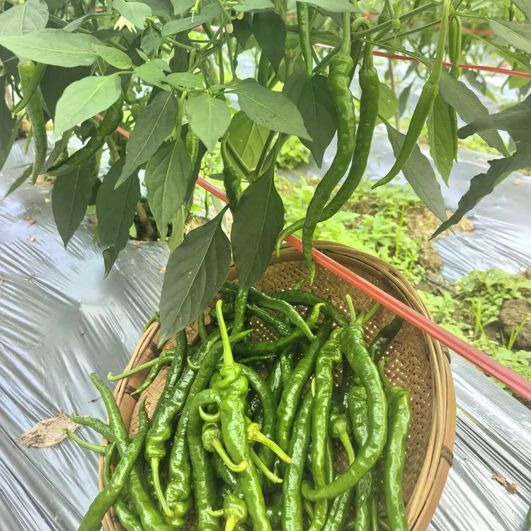 【特辣薄皮辣椒】湖南湘西高山种植现摘薄皮软香辣青辣椒