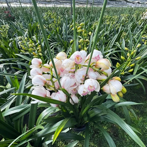 大花蕙兰带花剑花苞清香型室内桌面视频好养兰花花卉绿植盆栽男孩