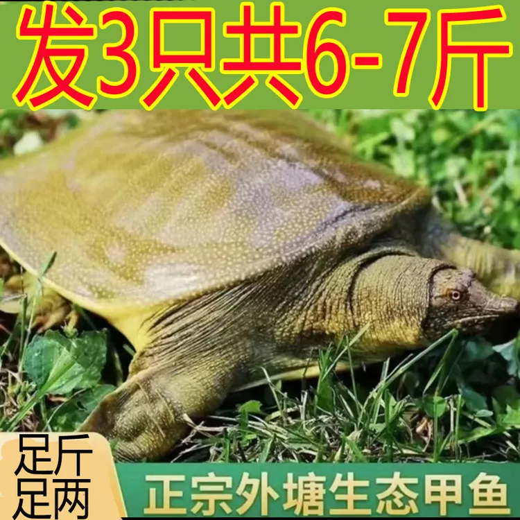 发3只共6-7斤  外塘新鲜活甲鱼生态散养老甲鱼食用生猛 包活送到