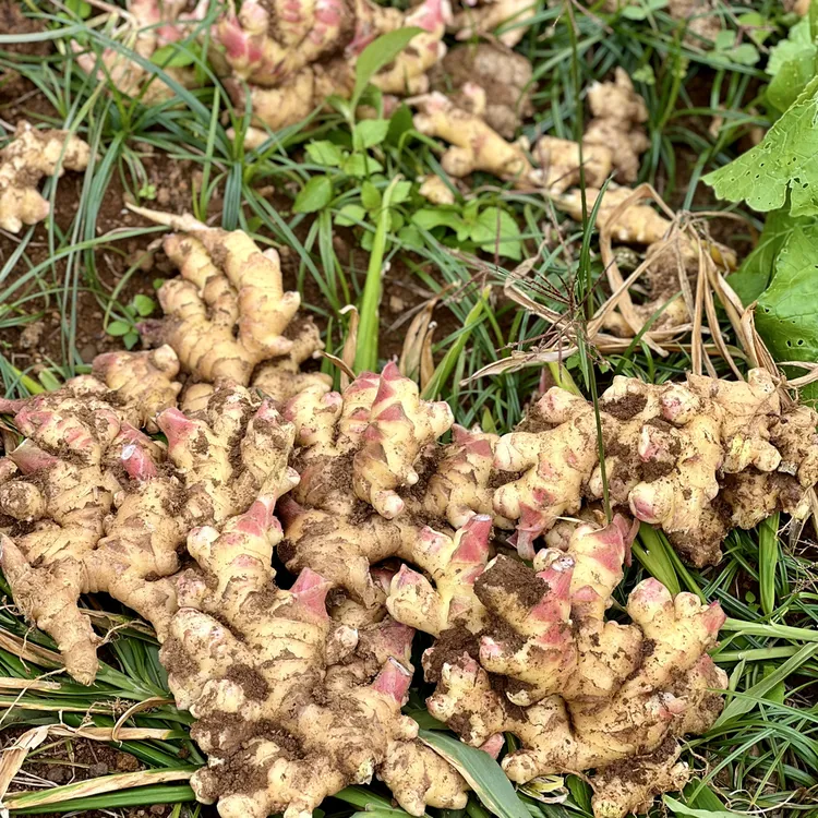 【九峰助农】贵州本地现挖二黄姜新姜嫩姜辛辣多汁(散装称重)