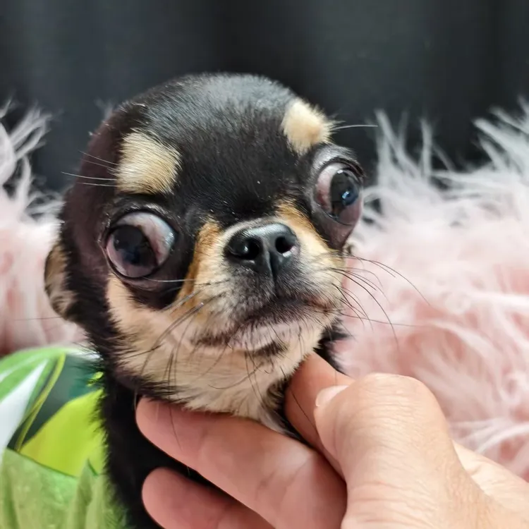 大鹏犬舍♥吉娃娃