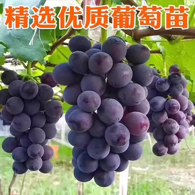  葡萄苗 巨峰葡萄树苗 果树苗阳光玫瑰葡萄苗盆栽地栽葡萄树苗