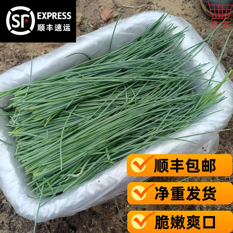 内蒙特色沙葱5/2/1斤装净重发货顺丰包邮鲜嫩爽脆菜类新鲜蔬菜