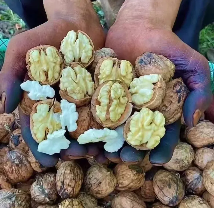 【高山老树核桃】2025年去青皮核桃新鲜当季孕妇水果零食生吃核桃