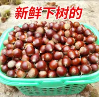新鲜高山老树生板栗正宗锥栗清脆鲜香精品饱满