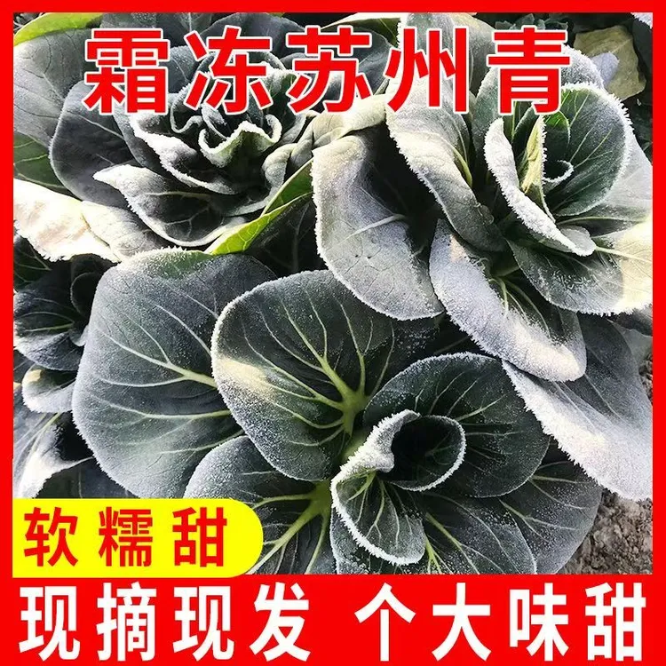 苏北农家矮脚苏州青菜新鲜软糯霜冻上海青露天蔬菜时令现摘现发
