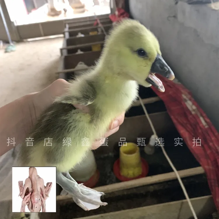 大大型狮头鹅灰色二三两鲜活顺丰潮汕源头直发包邮肉质鲜美4-12只