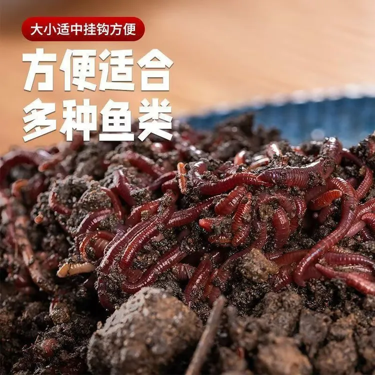 净重【半斤装】活体鲜活蚯蚓活饵适用野钓黑坑钓鲫鲤草鳊鱼垂钓饵料