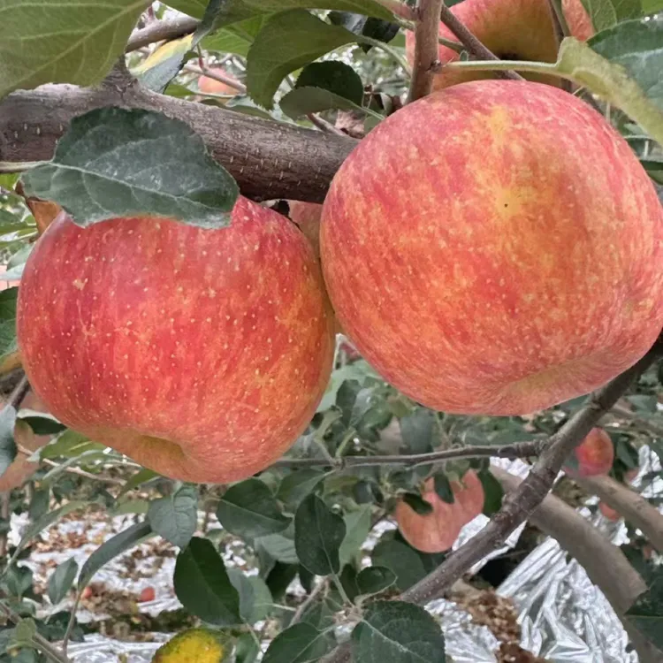 汉源高山糖心丑苹果脆甜爽口