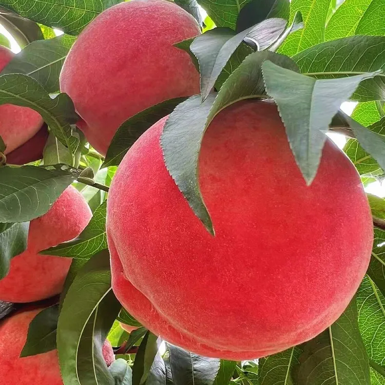 锦绣黄桃桃树水果树苗冬桃水蜜桃可盆栽地栽南北方均可种植果树