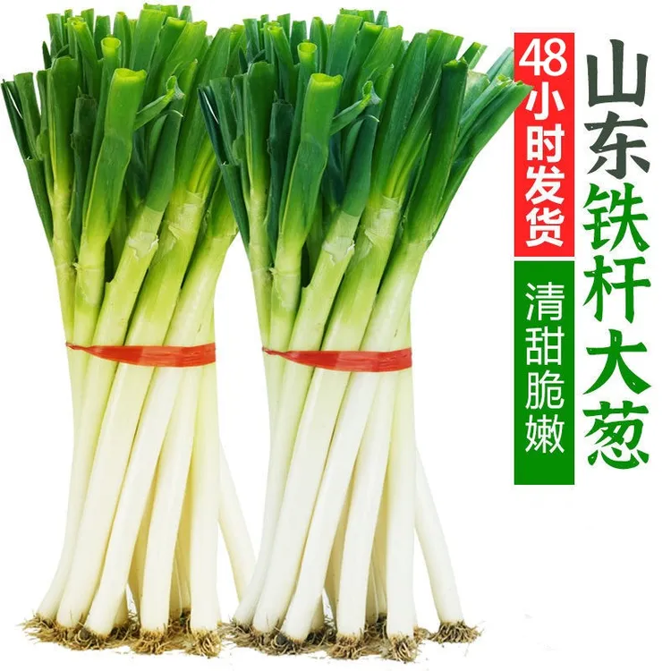 福利）铁杆大葱 山东大葱3/5/9斤 生吃蘸酱卷煎饼