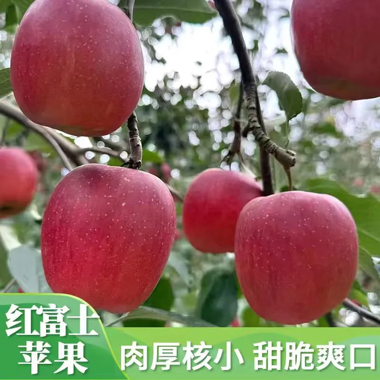 昭通红富士苹果10斤装当季新鲜水果脆甜多汁产地直发果园现摘现发