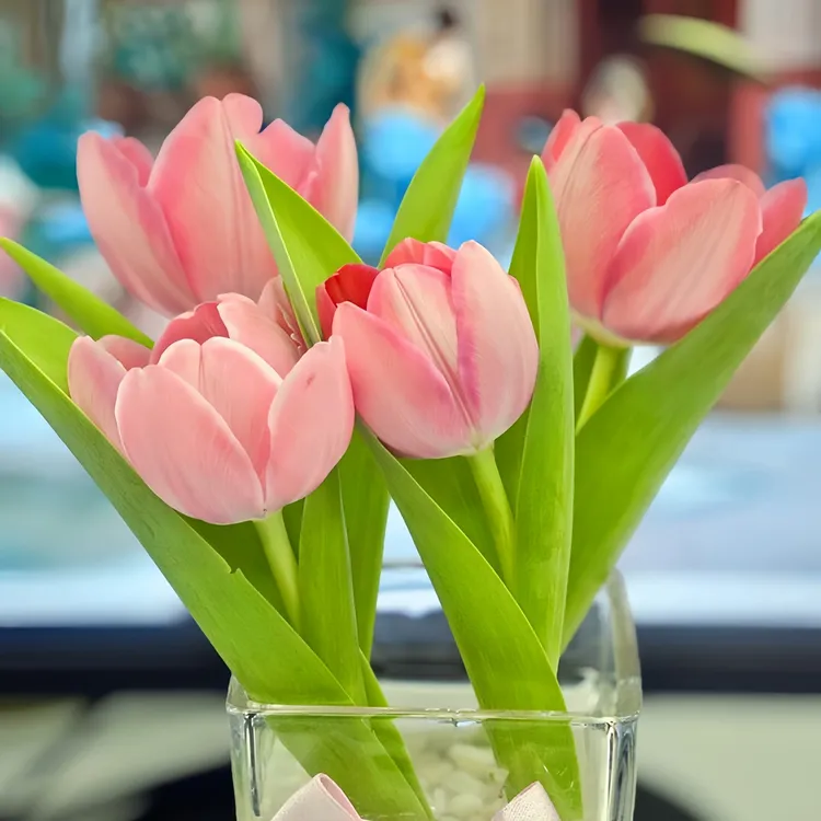 进口郁金香种子大种球可水培土培室内外盆栽庭院易活耐寒水培植物