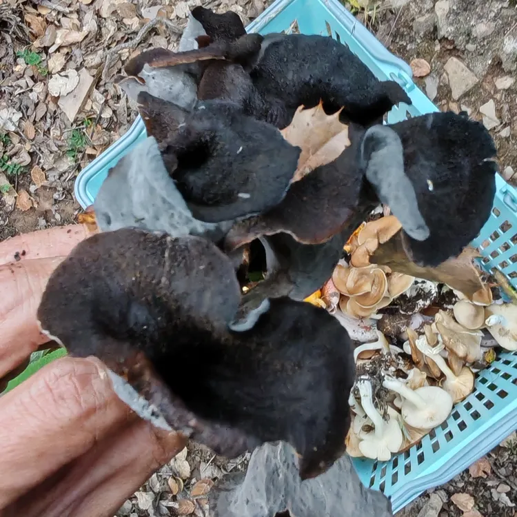 小金现采黑喇叭黑鸡油菌炒饭炖汤味道极其鲜美