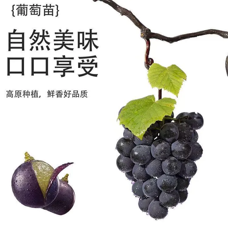 【基地直发】葡萄大苗基地直发抗严寒盆栽地址阳台庭院种植果树苗商品图