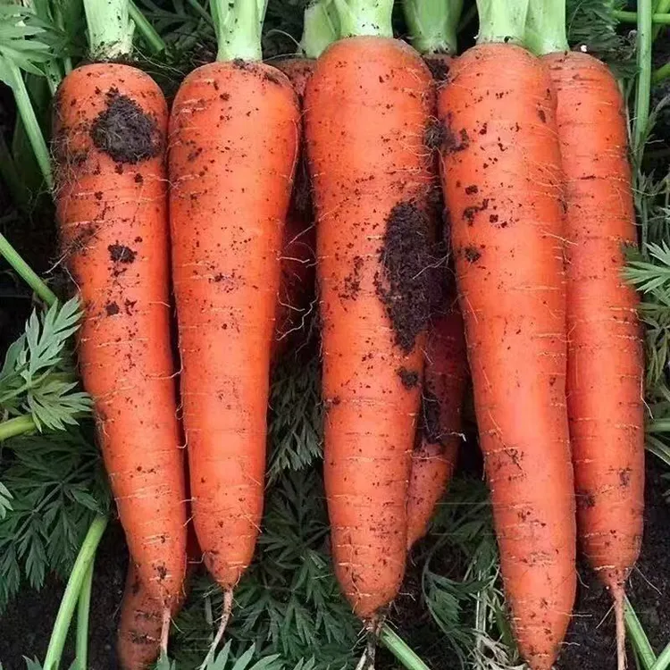 沙地胡萝卜现挖现发新鲜带泥可生吃热炒煲汤的农家蔬菜