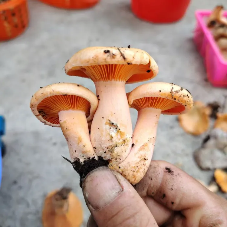 湖南湘西高山野生新鲜美味黄纵菌枞树菌顺丰冷链航空特快包邮到家