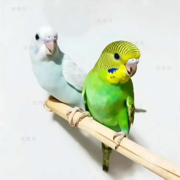 【可教学说话】2只一对会学说话的鹦鹉活鸟宠物手养小鹦鹉虎皮鹦鹉