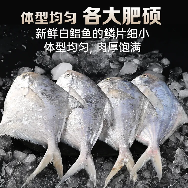 淘最厨房鲜冻【野生大白鲳鱼】舟山白鲳鱼 6两/条 东海银鲳鱼 顺丰冷链