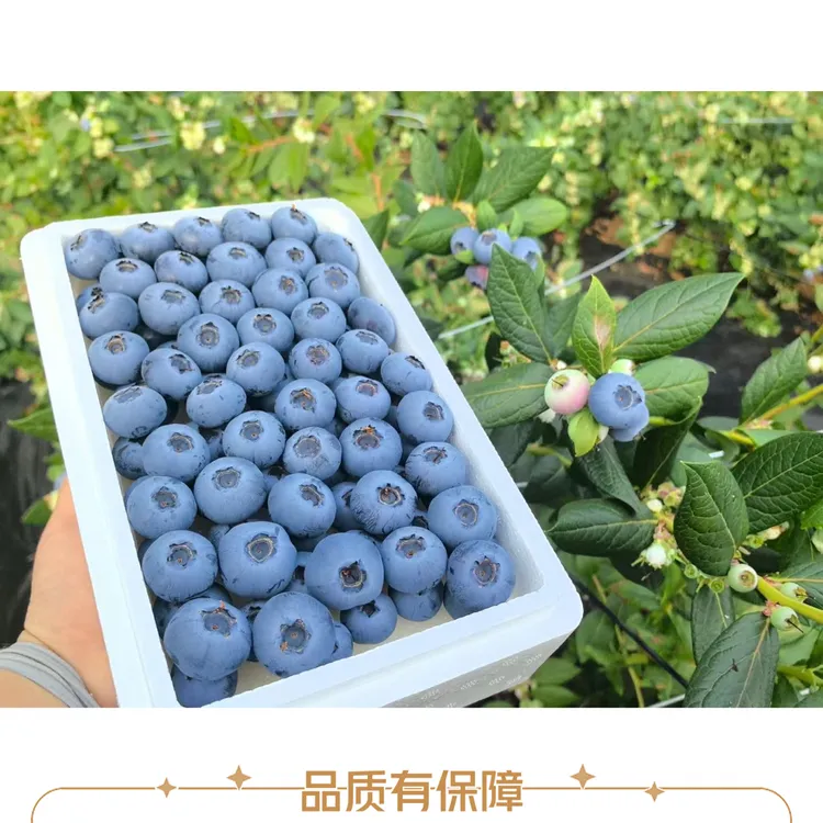 丹东L25特大果花香蓝莓自家种植当天采摘坏果包赔