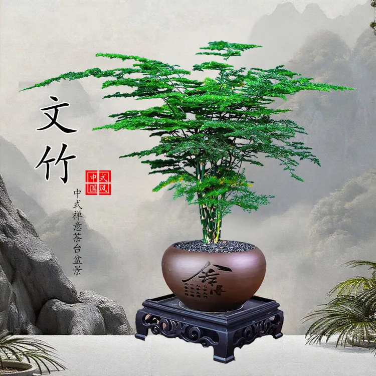 文竹盆栽含舍得盆加底座美化环境绿植花卉盆景君子植物室内办公室
