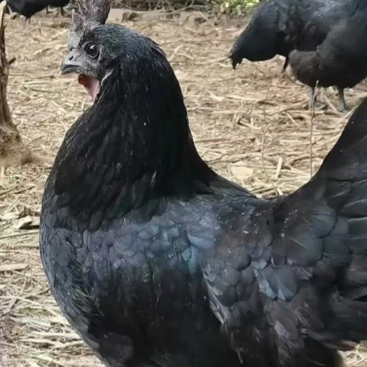 【顺丰包邮】绿壳五黑宠物鸡 1.4发货  