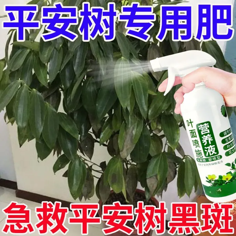 平安树专用营养液治黄叶焦边抗枯叶掉叶黑斑促长绿叶平安树专用肥