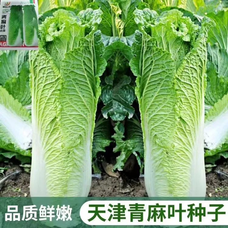 【天津青麻叶种子】四季早熟耐热耐寒大白菜种子抗病蔬菜种子大白菜