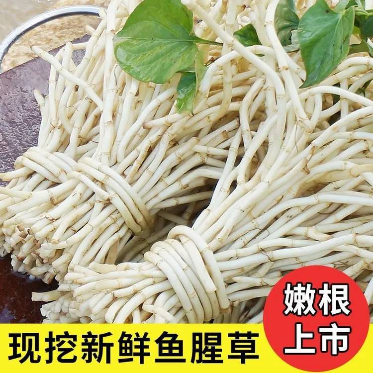 鱼腥草根折耳根嫩根节节根可凉拌湖北新鲜现挖特产健康营养蔬菜