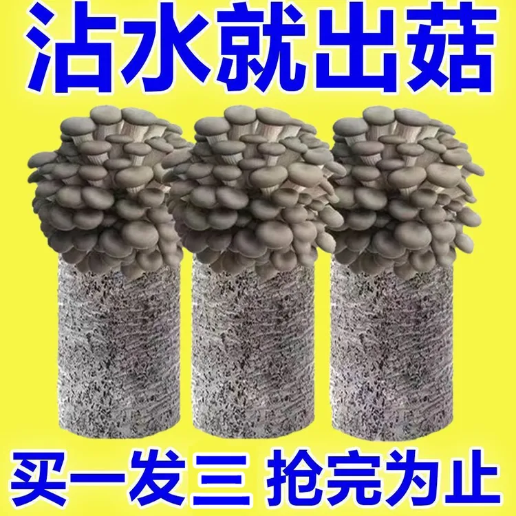 【买1发3大包】喷水就长菌菇种植包菌棒平菇菌包蘑菇种子菌包榆黄蘑
