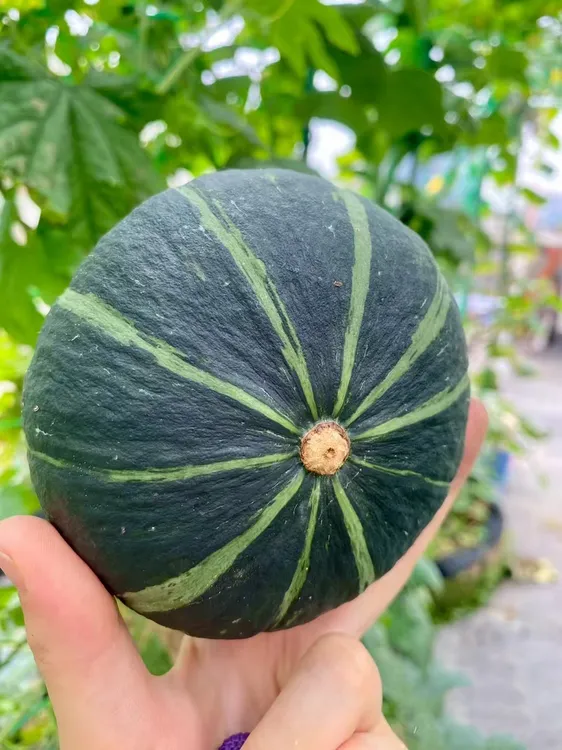 干粉香甜南瓜板栗味粉糯现摘现发迷你小家庭装包邮