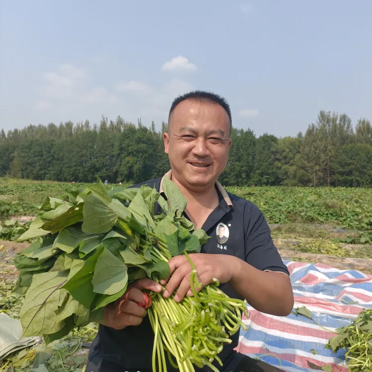 红薯叶酸菜460克一袋赠毛剌菜品尝