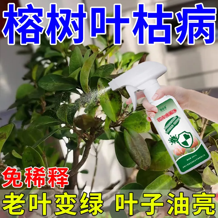 榕树叶枯病专用营养液榕树黄叶掉叶枯萎叶斑黑斑炭疽白粉烂叶肥料
