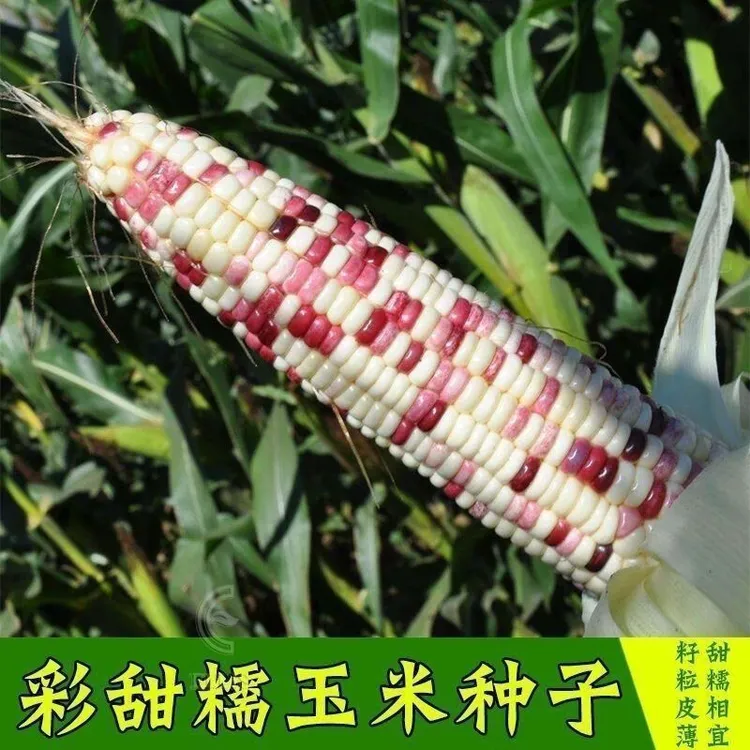 彩糯玉米今年新种超甜花糯玉米种子软糯大棒五彩玉米甜糯玉米