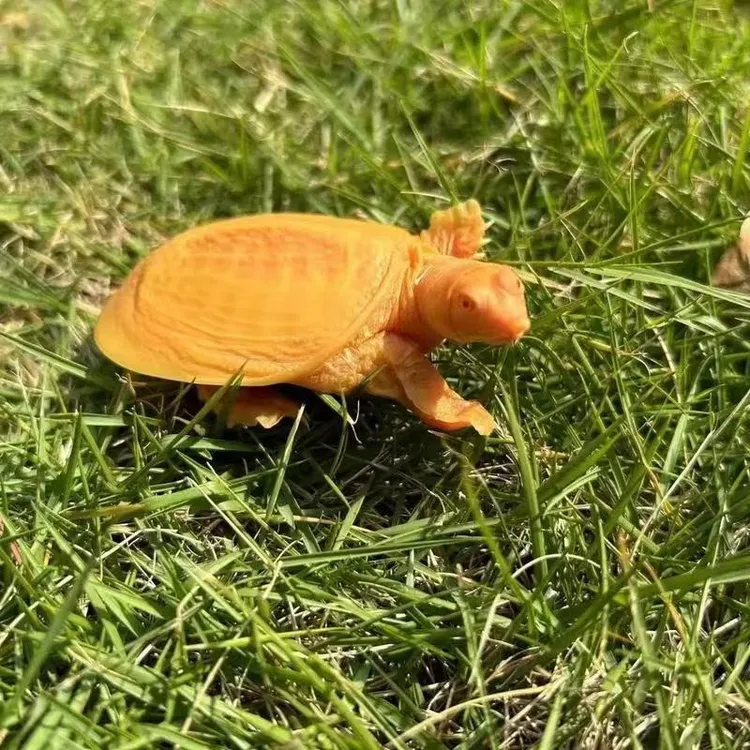 鳖黄化变异可深水养殖适合鱼缸鱼塘混养